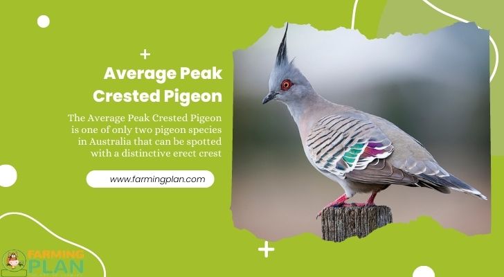 Average Peak Crested Pigeon