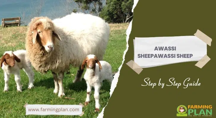 Awassi Sheep