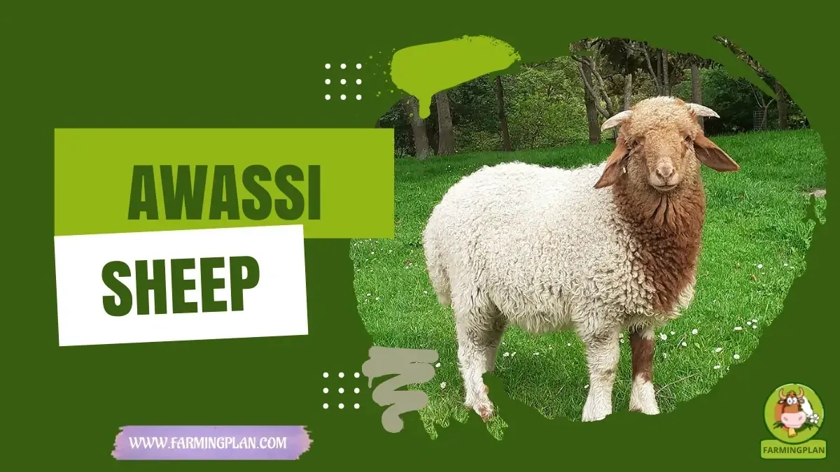 Awassi Sheep characteristics, agricultural utility and breed care guide