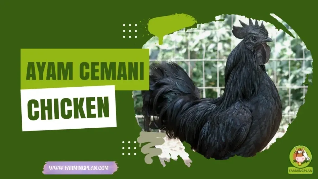 Ayam Cemani Chicken - Farming & Breed Profile Ayam Cemani Chicken characteristics, agricultural utility and breed care guide