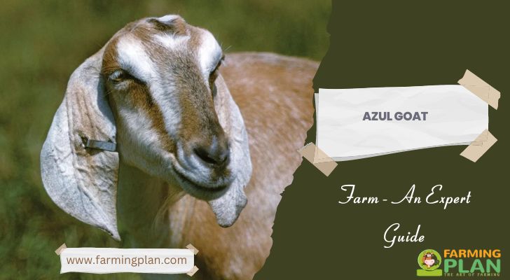 Azul Goat