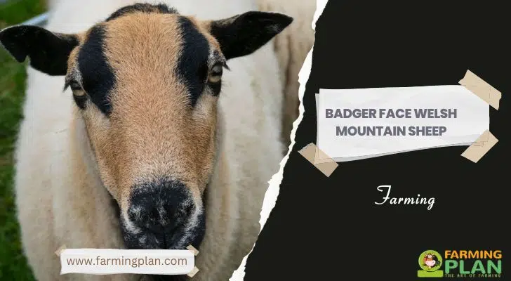 Badger Face Welsh Mountain Sheep