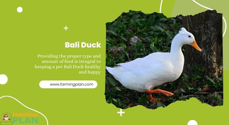 Bali Duck