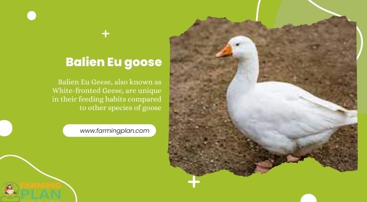 Balien Eu Goose