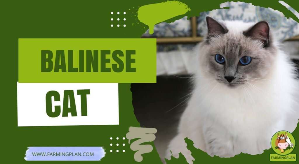 Balinese Cats