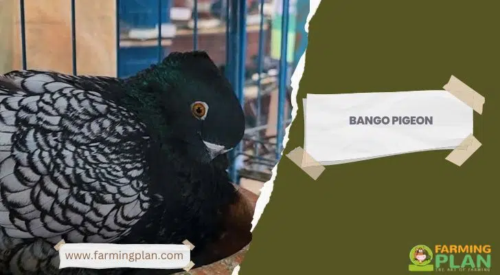 Bango Pigeon