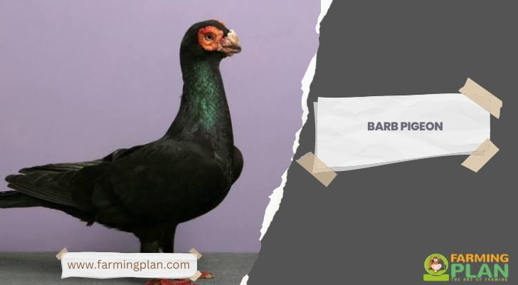 Barb Pigeon