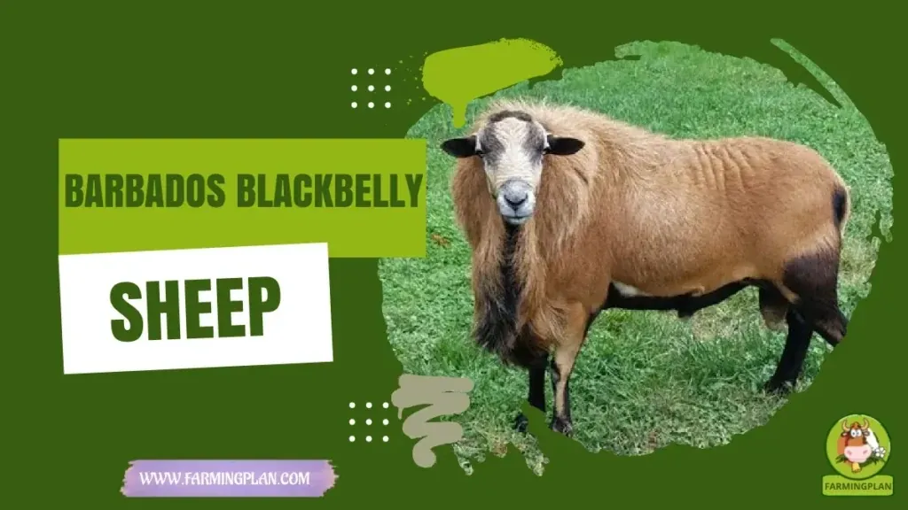 Barbados Blackbelly Sheep characteristics, agricultural utility and breed care guide