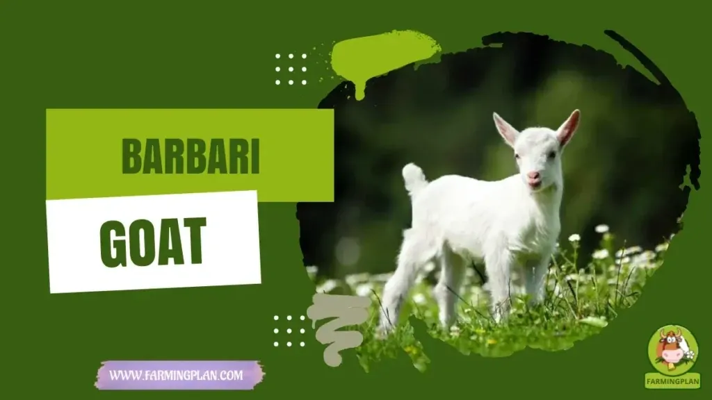 Barbari Goat Farming Guide