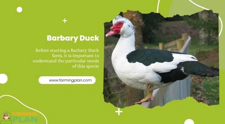 Barbary Duck