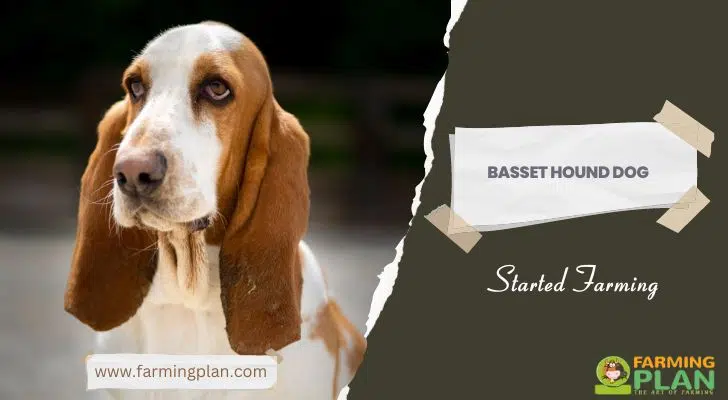 Basset Hound Dog