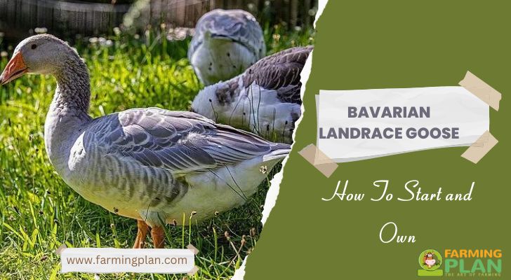 Bavarian Landrace Goose