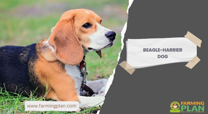 Beagle-Harrier Dog