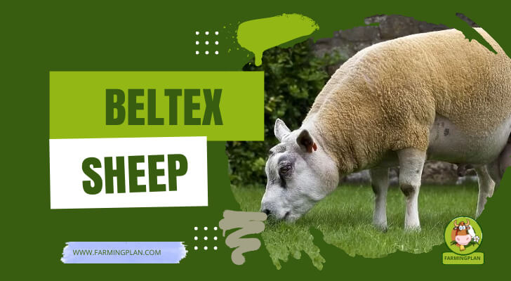 Beltex Sheep
