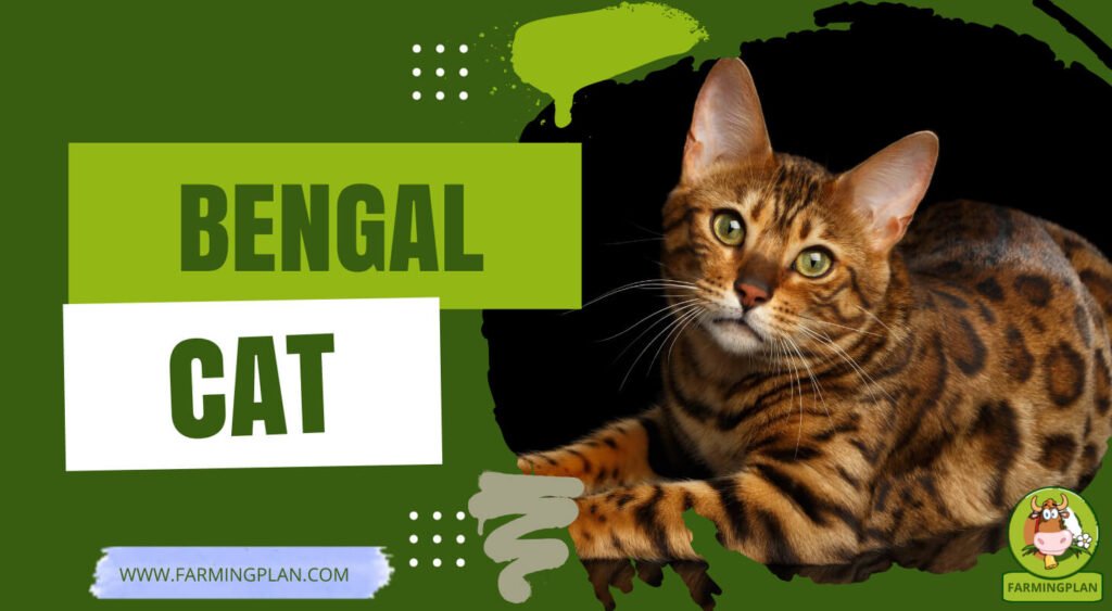 Bengal Cats