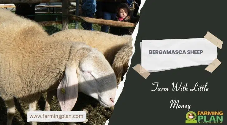 Bergamasca Sheep