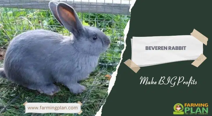 Beveren Rabbit