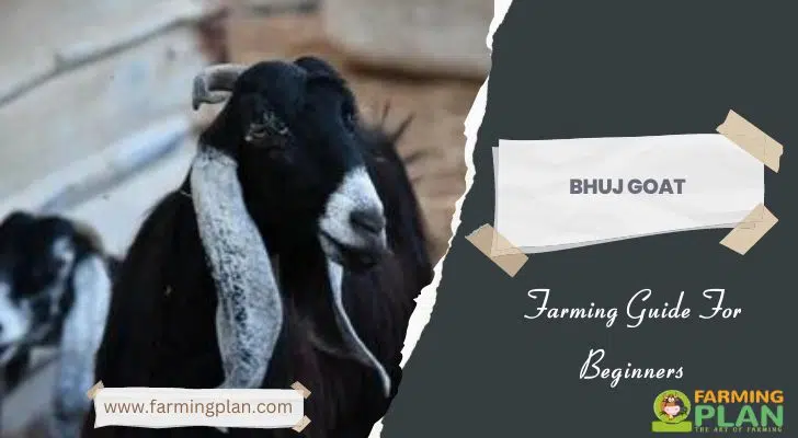 Bhuj Goat