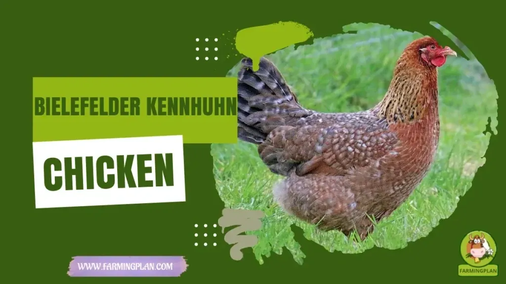 Bielefelder Kennhuhn Chicken characteristics, agricultural utility and breed care guide