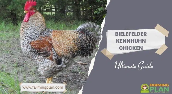 Bielefelder Kennhuhn Chicken