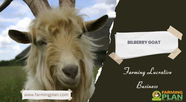 Bilberry Goat