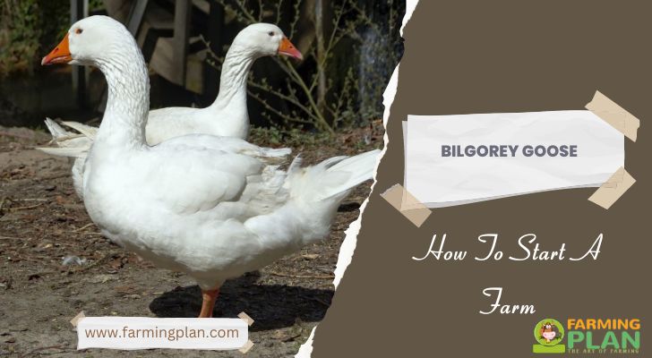 Bilgorey Goose