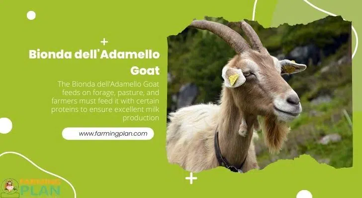 Bionda dellAdamello Goat