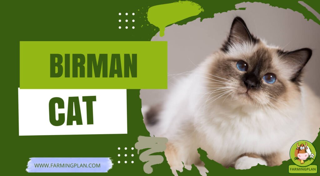 Birman Cats