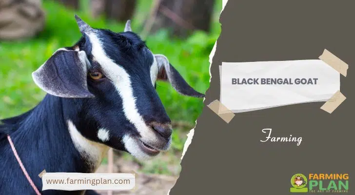 Black Bengal Goat