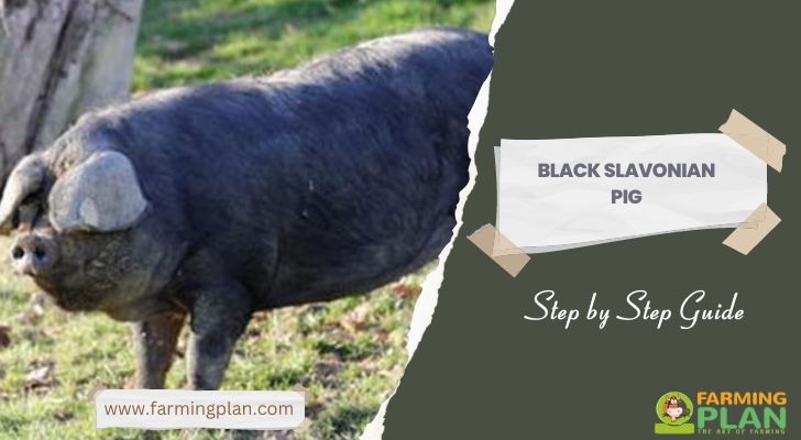 Black Slavonian Pig