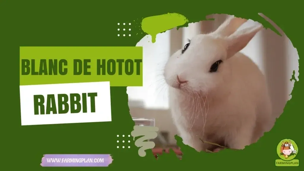 Blanc de Hotot Rabbit characteristics, agricultural utility and breed care guide