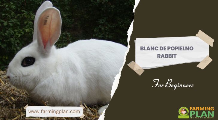 Blanc De Popielno Rabbit