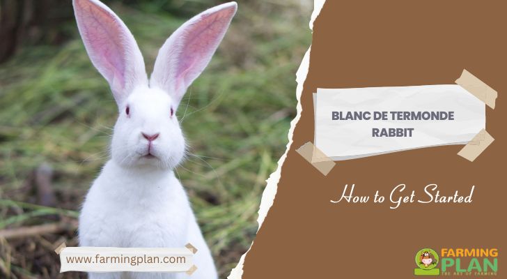 Blanc de Termonde Rabbit