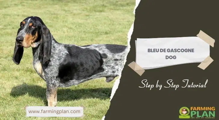 Bleu de Gascogne Dog