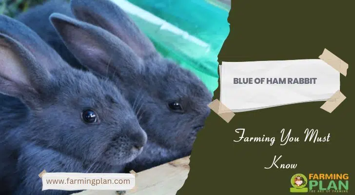 Blue of Ham Rabbit