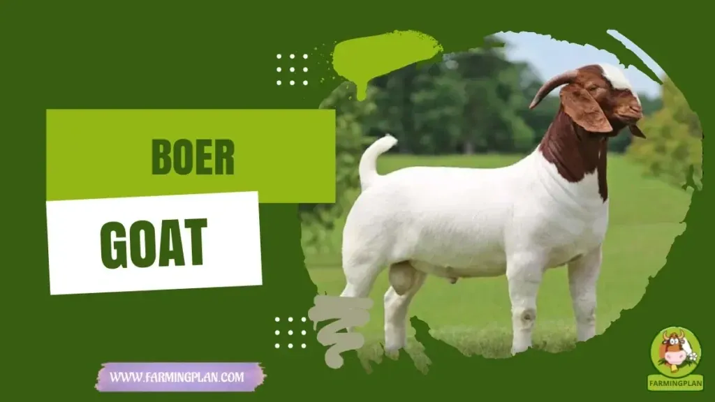 Boer Goat characteristics, agricultural utility and breed care guide
