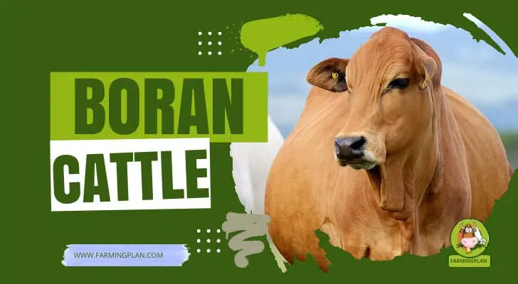 Boran Cattle