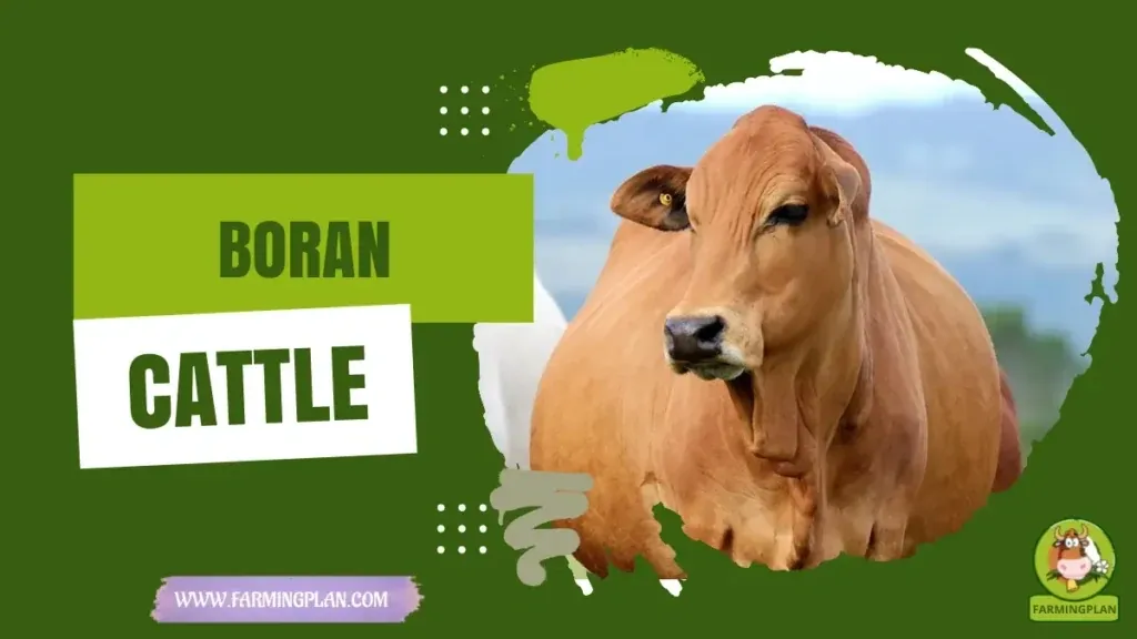 Boran Cattle Farming Guide