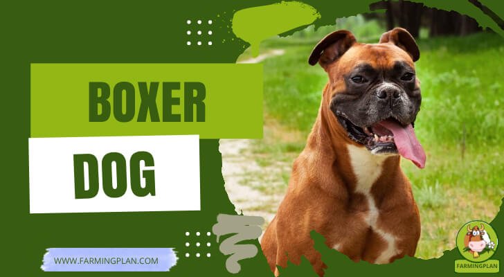 Boxer Dog