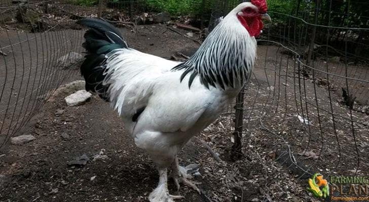 Brahma Chicken: America's First Meat Breed - Farming Plan