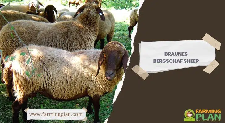 Braunes Bergschaf Sheep