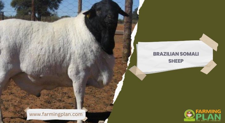 Brazilian Somali Sheep