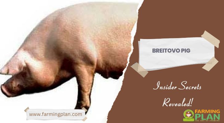 Breitovo Pig