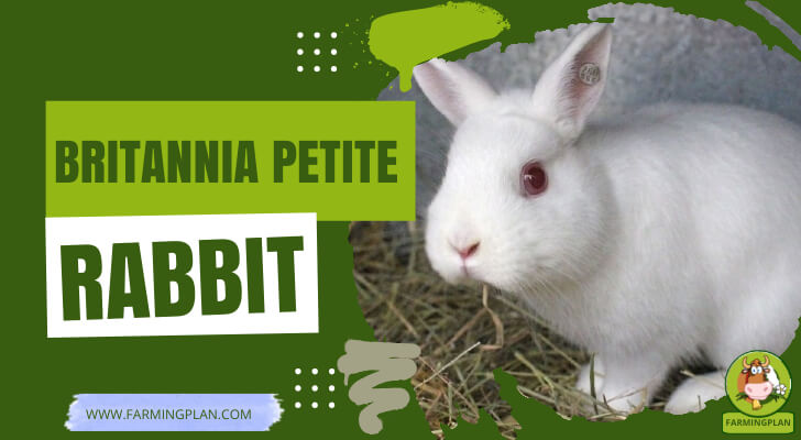 Britannia Petite Rabbit