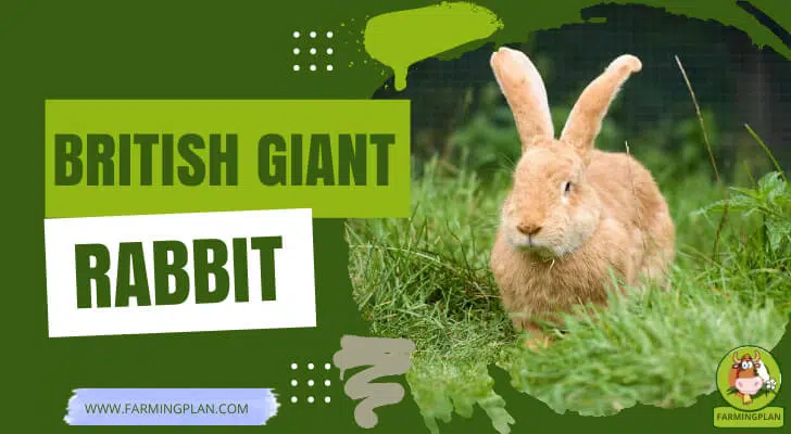 British Giant Rabbit