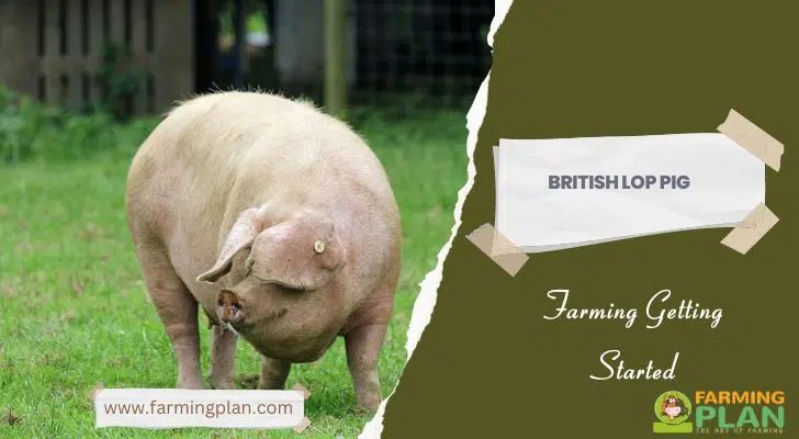 British Lop Pig