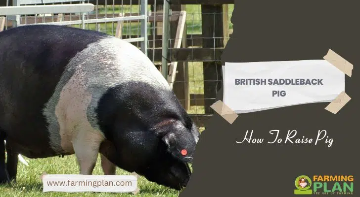 British Saddleback Pig