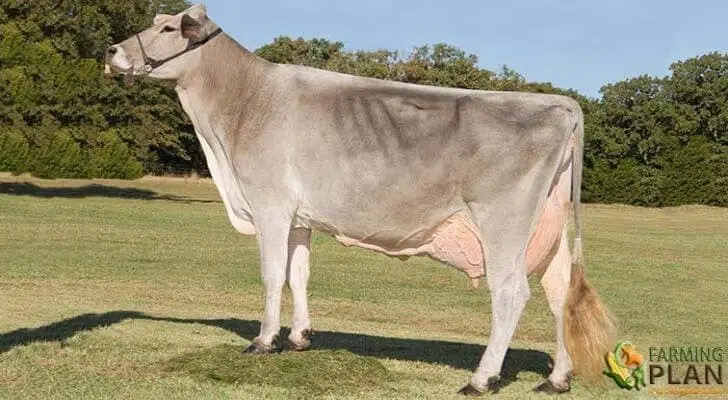 Brown Swiss Cow