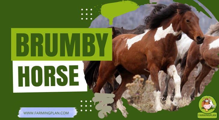 Brumby Horse