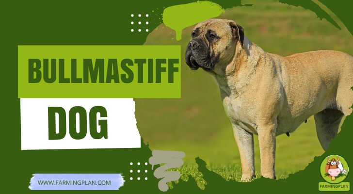 Bullmastiff